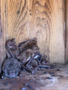 Six brown bats huddle inside a nest box