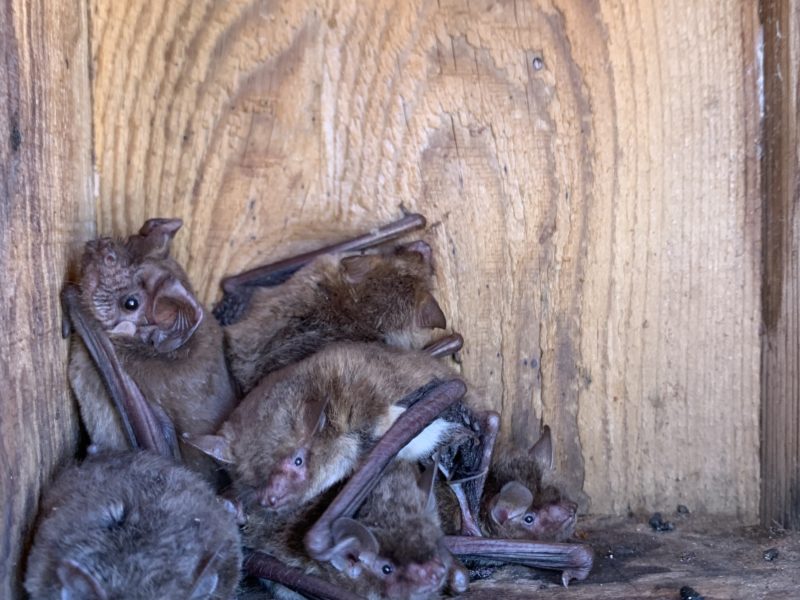 Six brown bats huddle inside a nest box