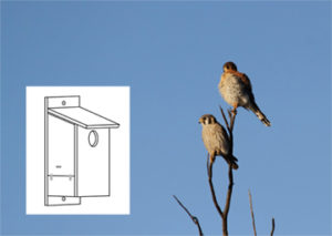 two American Kestrels perched at the top of a bare tree, with an overlaid image showing a line drawing of the nest box design