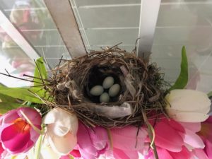a house finch nest with 4 eggs built on top of a wreath
