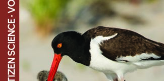 digest cover with an image of an American Oystercatcher feeding its chick on a beach