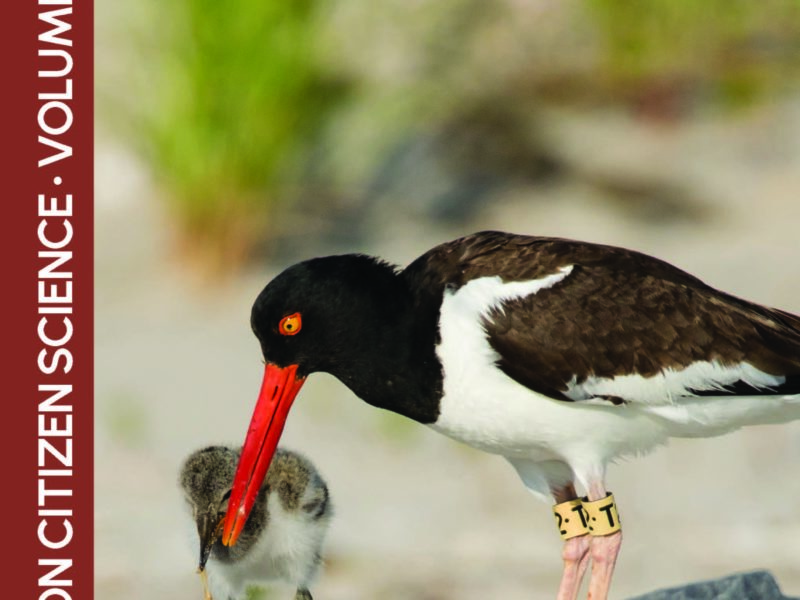digest cover with an image of an American Oystercatcher feeding its chick on a beach