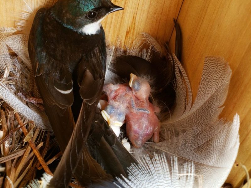an adult Tree Swallow in its feather-lined nest, along with recently hatched young