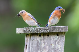 A male Eastern Bluebird with worm and a female with a cricket perch atop a nest box.