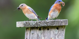 A male Eastern Bluebird with worm and a female with a cricket perch atop a nest box.