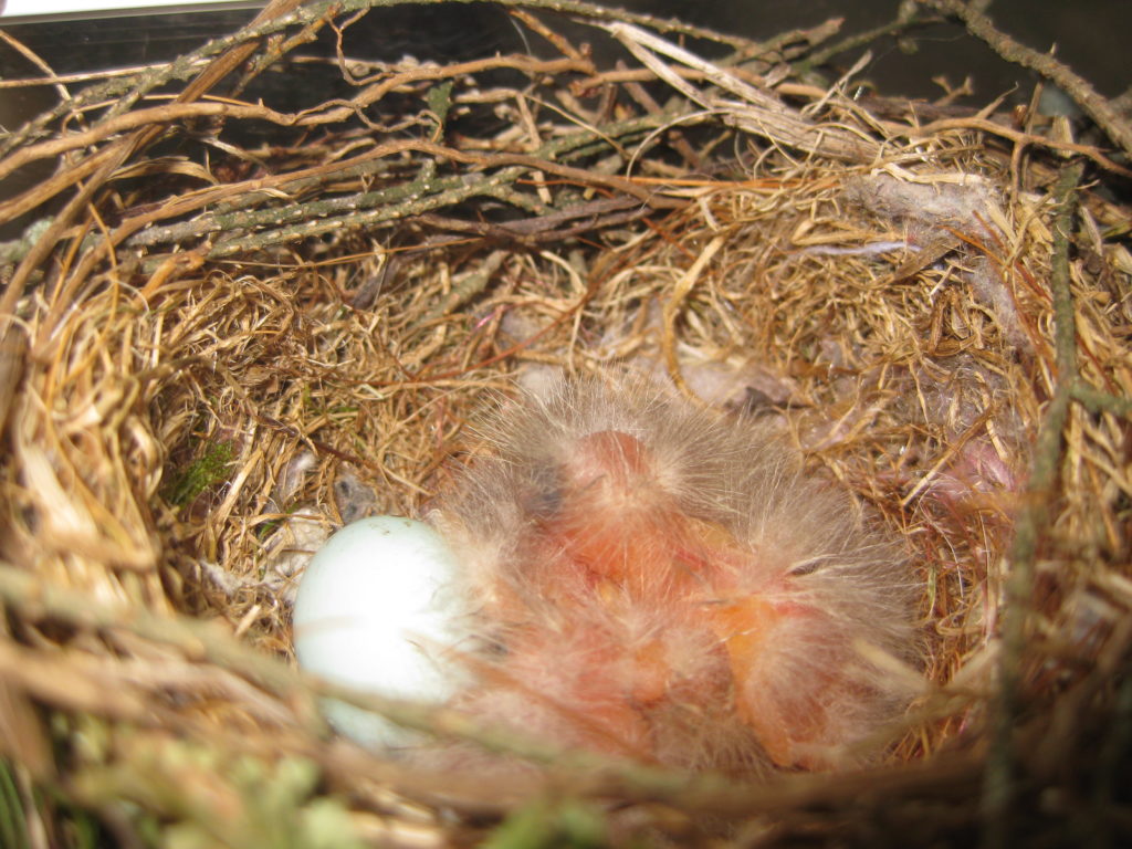 NestWatch House Finch Hatchlings NestWatch
