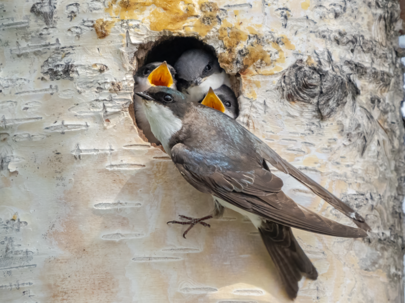 A female Tree Swallow perches at a tree hole nest entrance, in which 3 young can be seen begging for food.