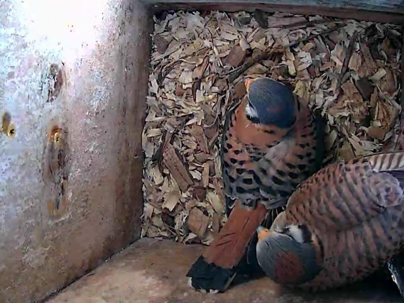 A male and female American Kestrel are inside a nest box, viewed from above.