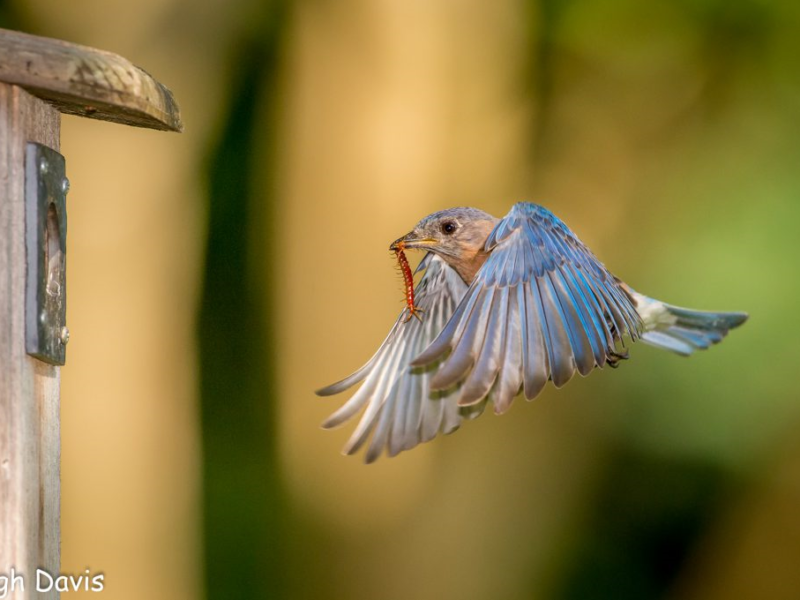 a male bluebird flies towards the entrance of a nest box with an insect in its beak