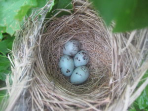 four light blue eggs with black squiggles in a grassy nest