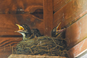 3 American Robin chicks in a nest, and 2 are visibly panting