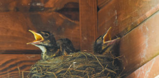 3 American Robin chicks in a nest, and 2 are visibly panting