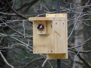 a chickadee poking its head out of the entrance hole of a wooden nest box that was installed on a pole in a forest of leafless trees in springtime.