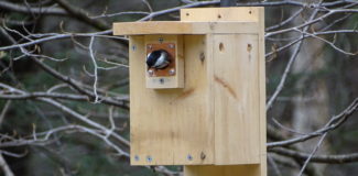a chickadee poking its head out of the entrance hole of a wooden nest box that was installed on a pole in a forest of leafless trees in springtime.