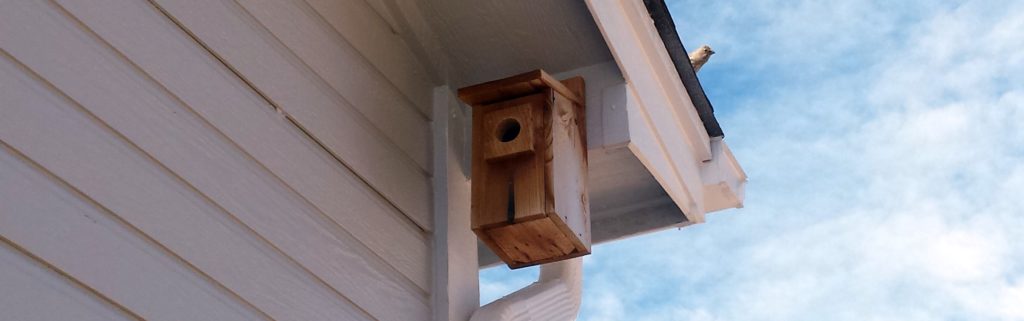 A female House Finch perches on a roofline and a nest box is visible nearby