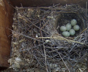 Six House Finch eggs lie in a nest inside a large nest box
