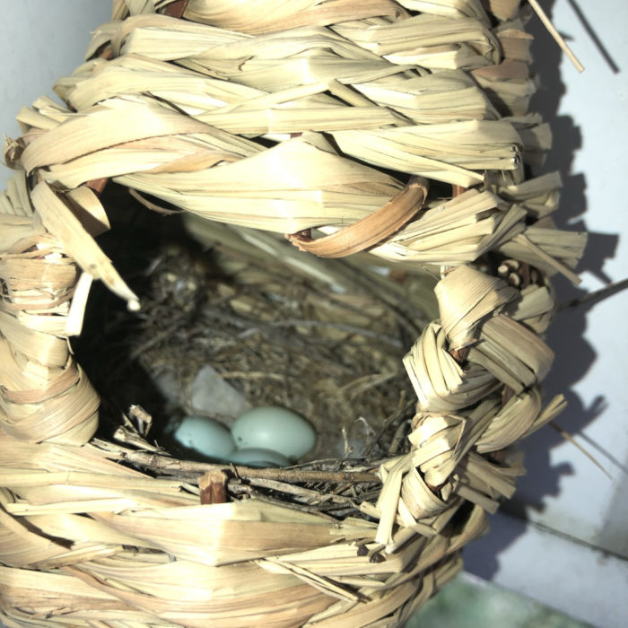 A House Finch nest lies inside a woven pouch-like object