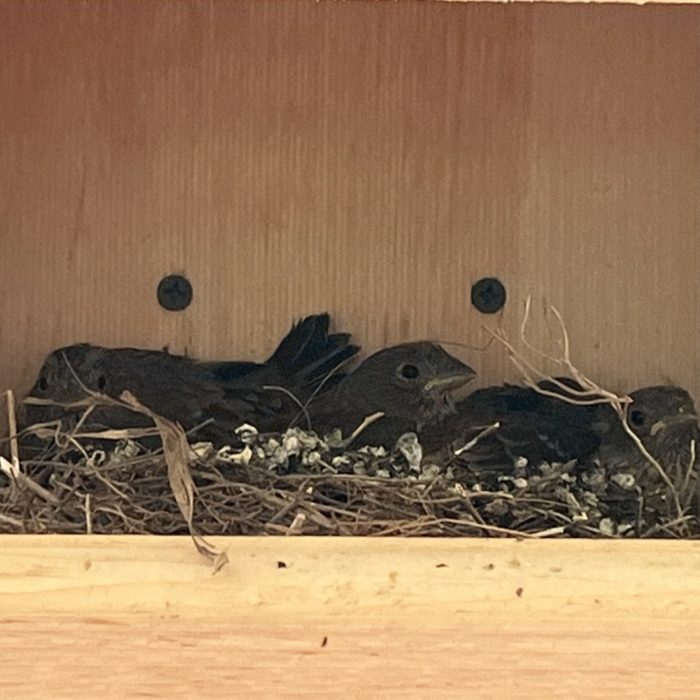 A House Finch nest with 4 feathered young sits on a wooden nest shelf