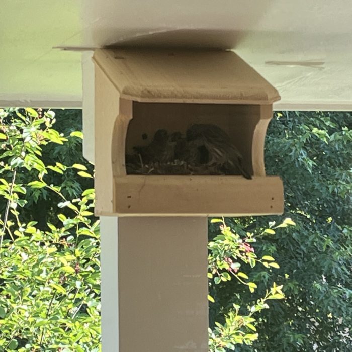 A House Finch nest sits on a wooden nest shelf