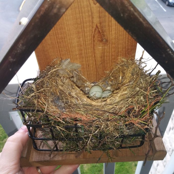 A House Finch nest containing 2 eggs lies in a nesting structure