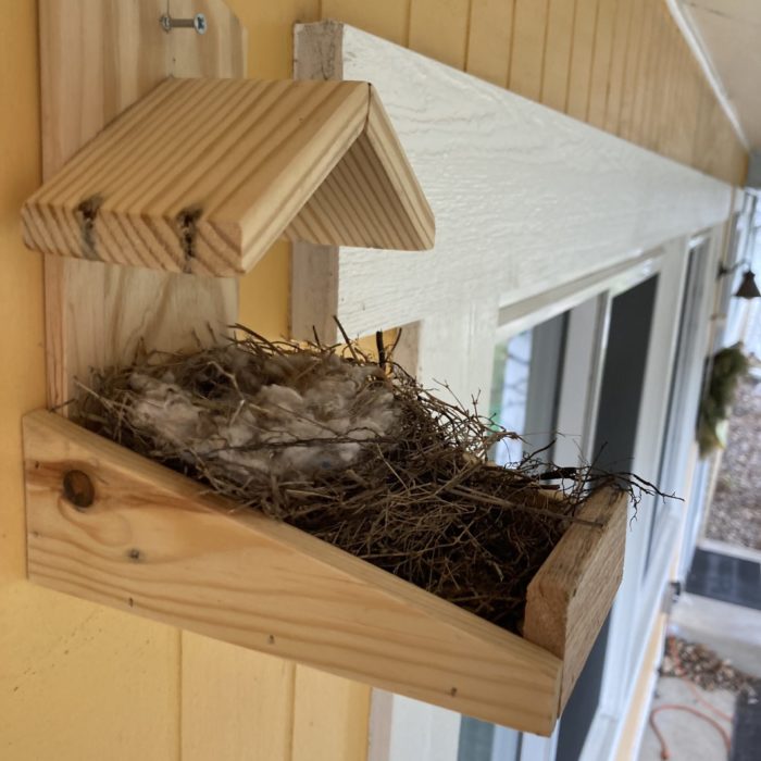 A House Finch nest sits on a wooden nest shelf