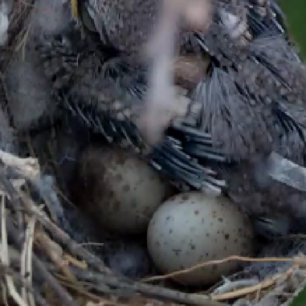 NestWatch Better picture of the Blue Jay showing the eggs NestWatch