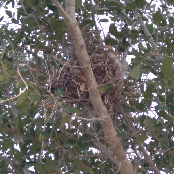 NestWatch Young Cowbird in nest NestWatch