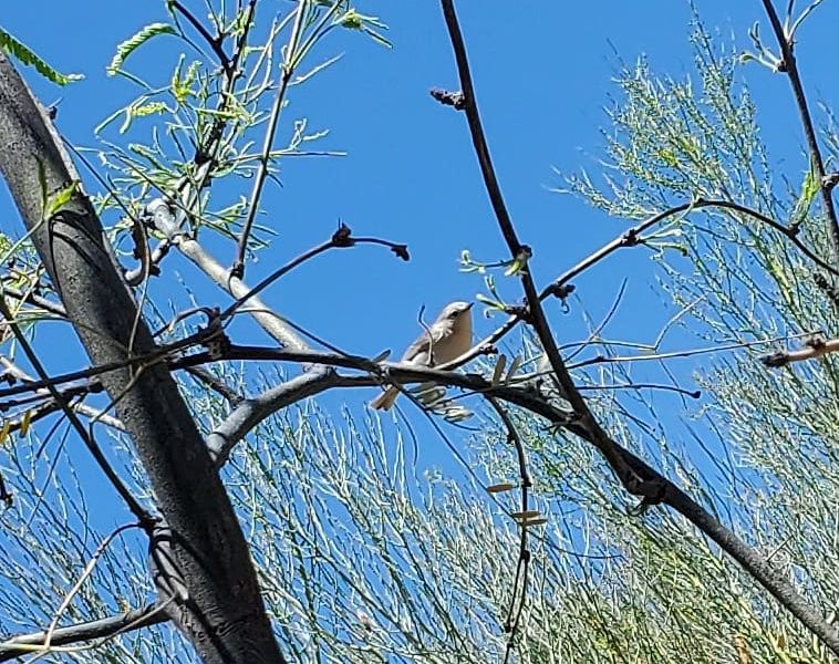 A small gray bird perches in a tree