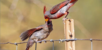 An adult Pyrrhuloxia feeds a juvenile on a fence post