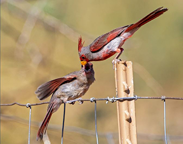 An adult Pyrrhuloxia feeds a juvenile on a fence post