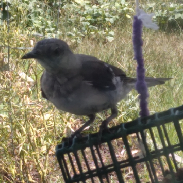 NestWatch Injured Mockingbird Returns NestWatch