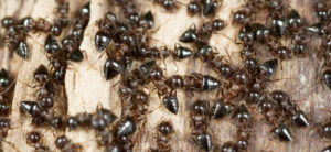 a closeup of many ants