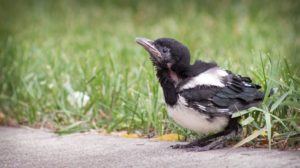 a young magpie perched at the edge of a sidewalk