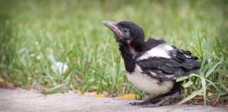 a young magpie perched at the edge of a sidewalk