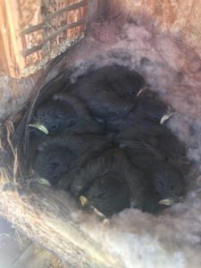 seven dark gray chicks nestled into a nest box, in a nest lines with downy materials