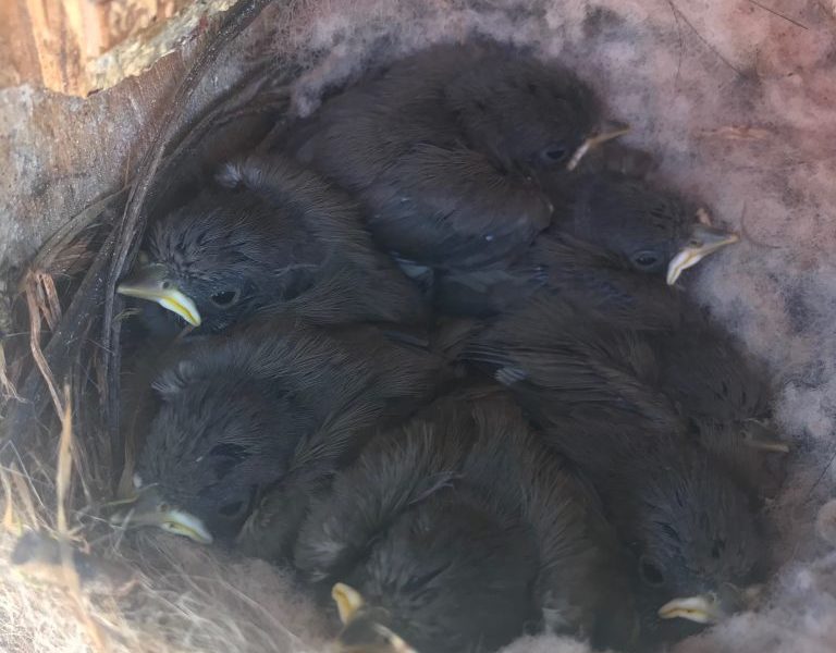 seven dark gray chicks nestled into a nest box, in a nest lines with downy materials
