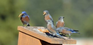 an adult male bluebird bringing food to four juveniles perched atop a nest box