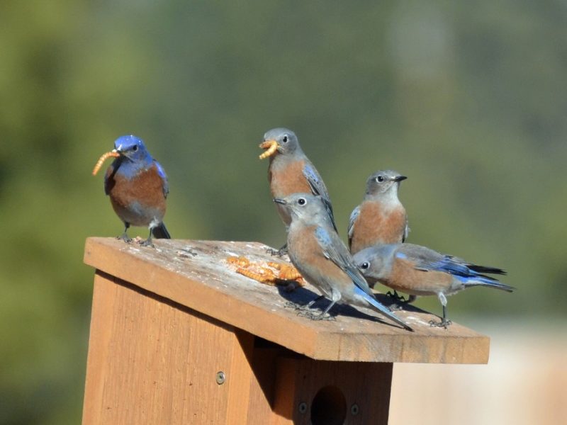 an adult male bluebird bringing food to four juveniles perched atop a nest box