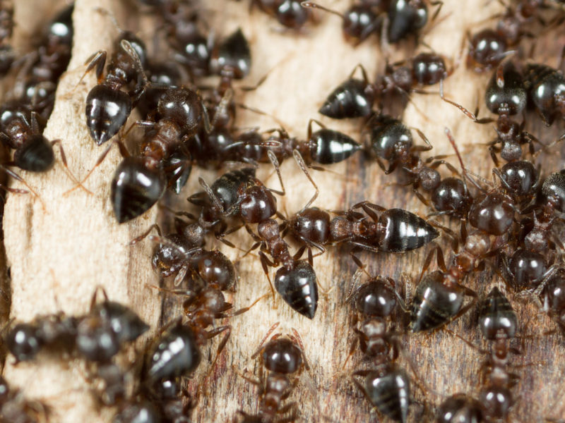 Cherry ants crawl over a piece of wood.