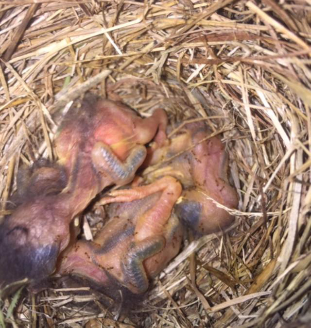 What to do if a baby bird or nest falls from its proper place, Community  News