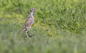 a meadowlark standing in a field of short grass