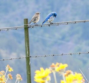 a pair of bluebirds perched on a wire fence above yellow wildflowers
