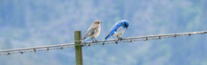 A male and female Mountain Bluebird perch on a barb-wire fence.