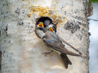 an adult tree swallow perched at a natural cavity entrance in a birch tree with at least three nestlings clamoring about just inside the hole.