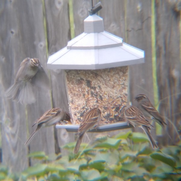 NestWatch  Managing House Sparrows and European Starlings - NestWatch