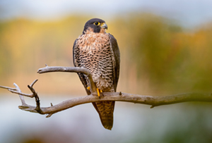 peregrine falcon resting perched on a dead tree branch