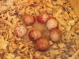 seven kestrel eggs among wood chips in a nest box