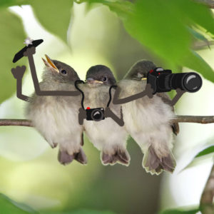 three phoebes on a branch with illustrations of cartoon arms and cameras superimposed on top.