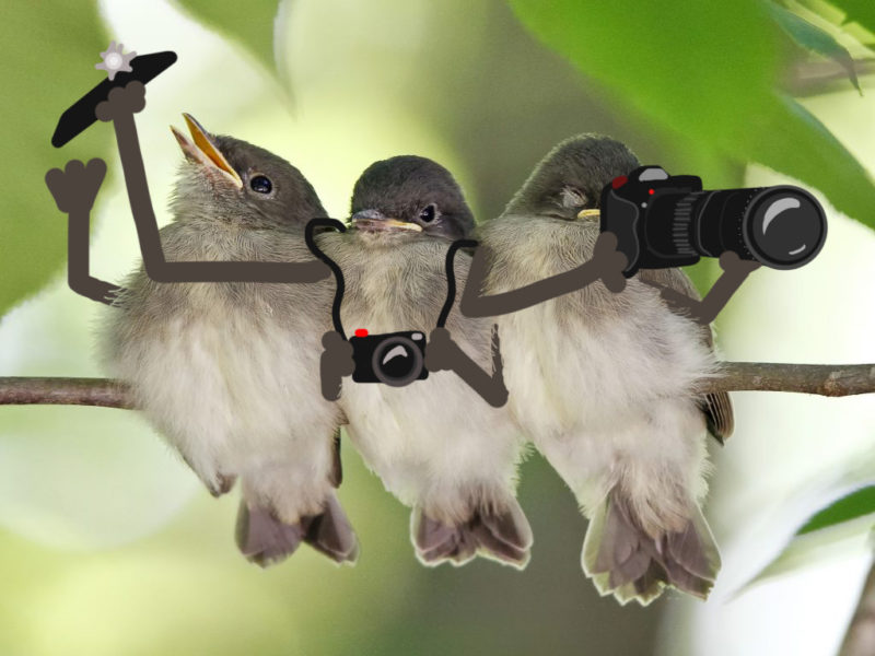 three phoebes on a branch with illustrations of cartoon arms and cameras superimposed on top.