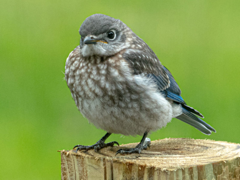 A juvenile Eastern Bluebird perches on a wooden post.
